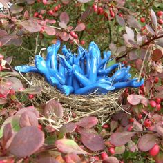 Nest20blauw.JPG